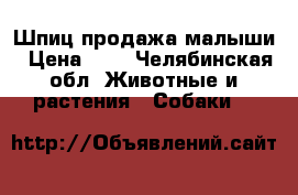 Шпиц продажа малыши › Цена ­ 1 - Челябинская обл. Животные и растения » Собаки   
